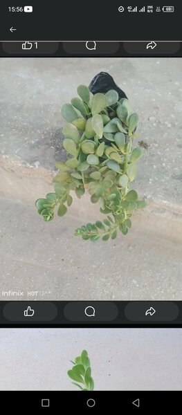 plantes vertes d'intérieur