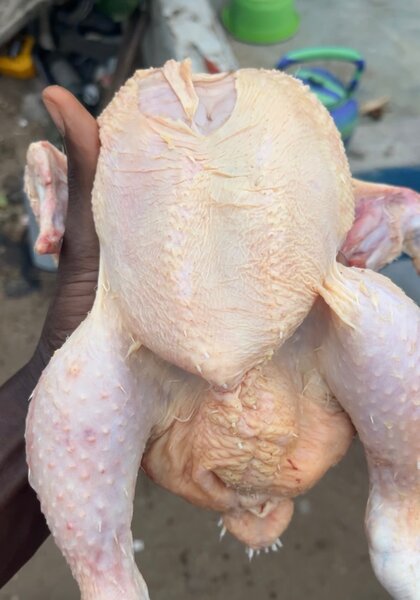 Poulet de chaire