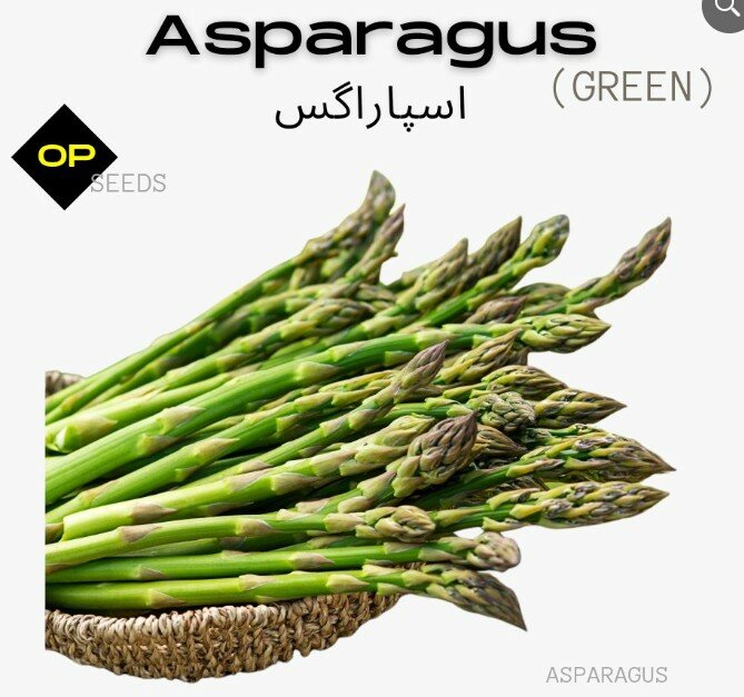 Asparagus (Green) Seeds اسپاراگَس سبز