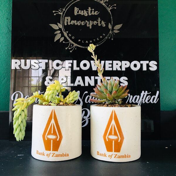 Corporate succulent gifts.