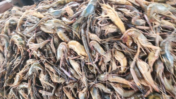 Assortiment de fruits de mer frais