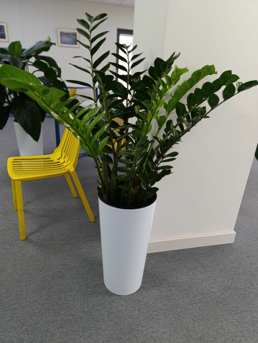 Продаю офисные растения