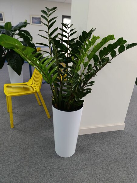 Продаю офисные растения