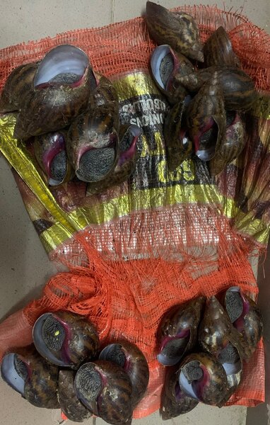 Escargot de brousse bio