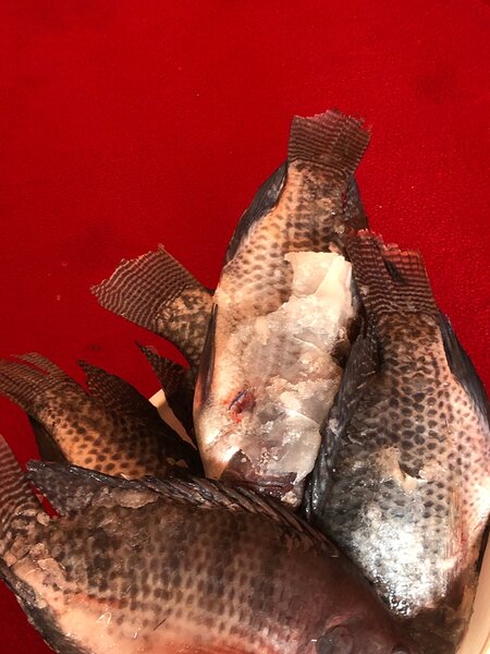 Tilapia fraîche 5