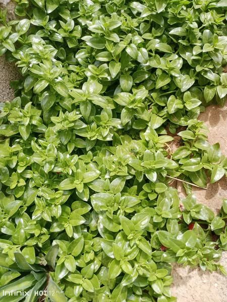 plantes vertes d'intérieur