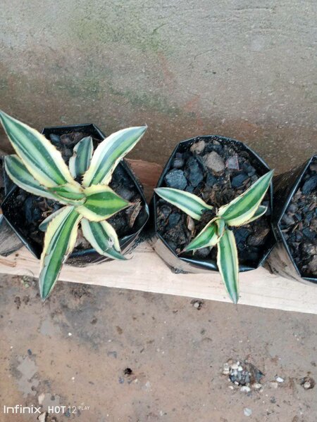 plantes vertes d'intérieur