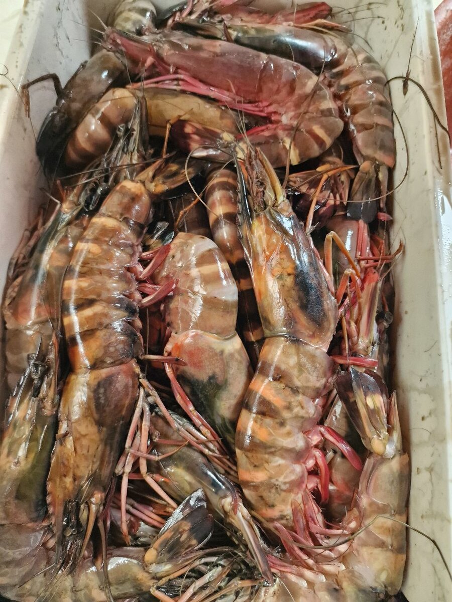 Gambas Tigre Fraîches XXL