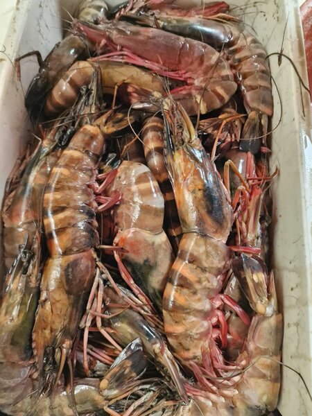 Gambas Tigre Fraîches XXL