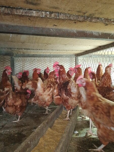 Poules pondeuses d'élevage