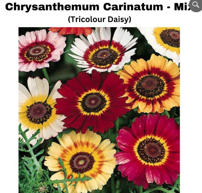 Chrysanthemum Carinatum (Tricolor Daisy)