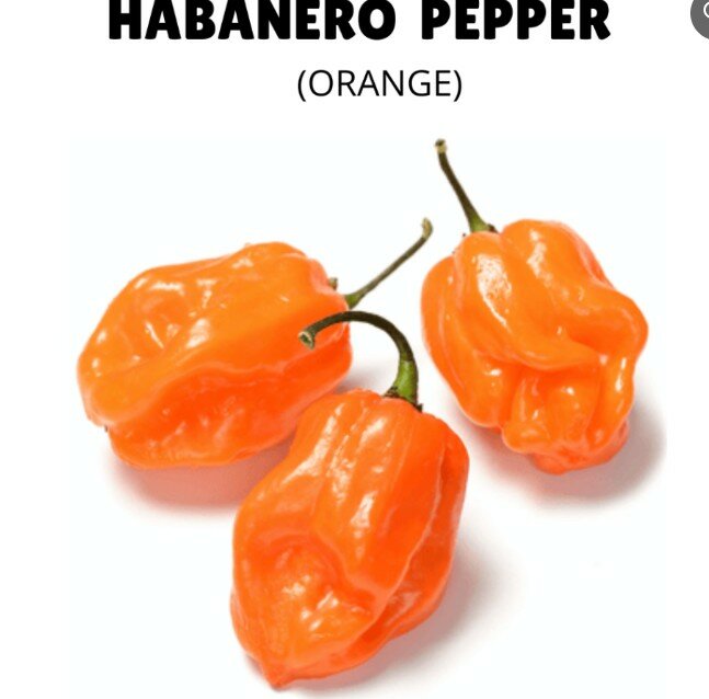 HABANERO PEPPER Seeds – Orange