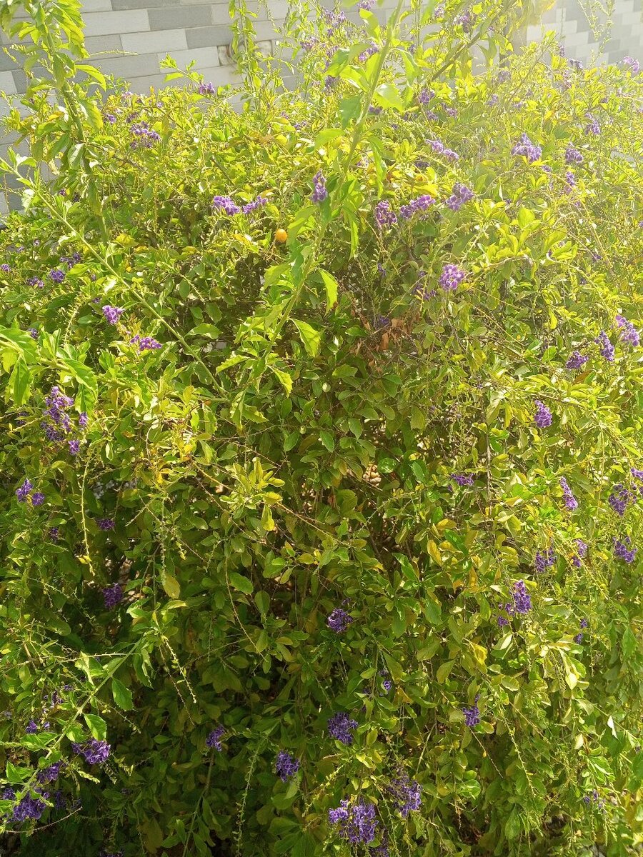 Fleurs de jardins️