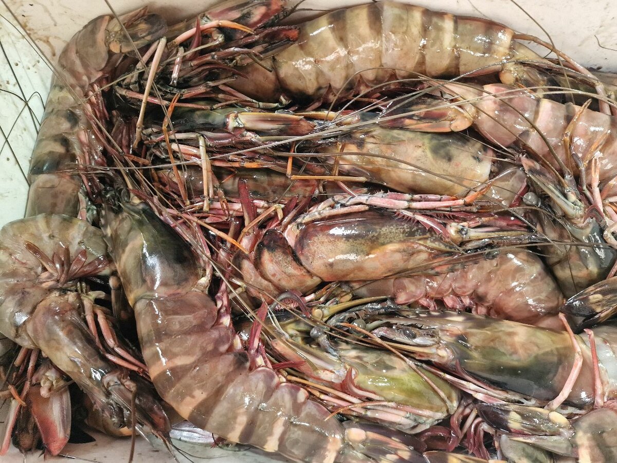 Gambas Tigre Fraîches XXL