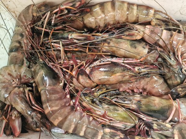 Gambas Tigre Fraîches XXL