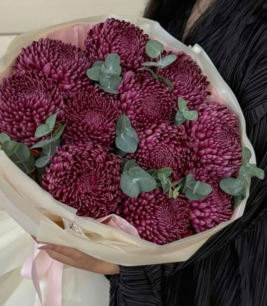 Винные хризантемы