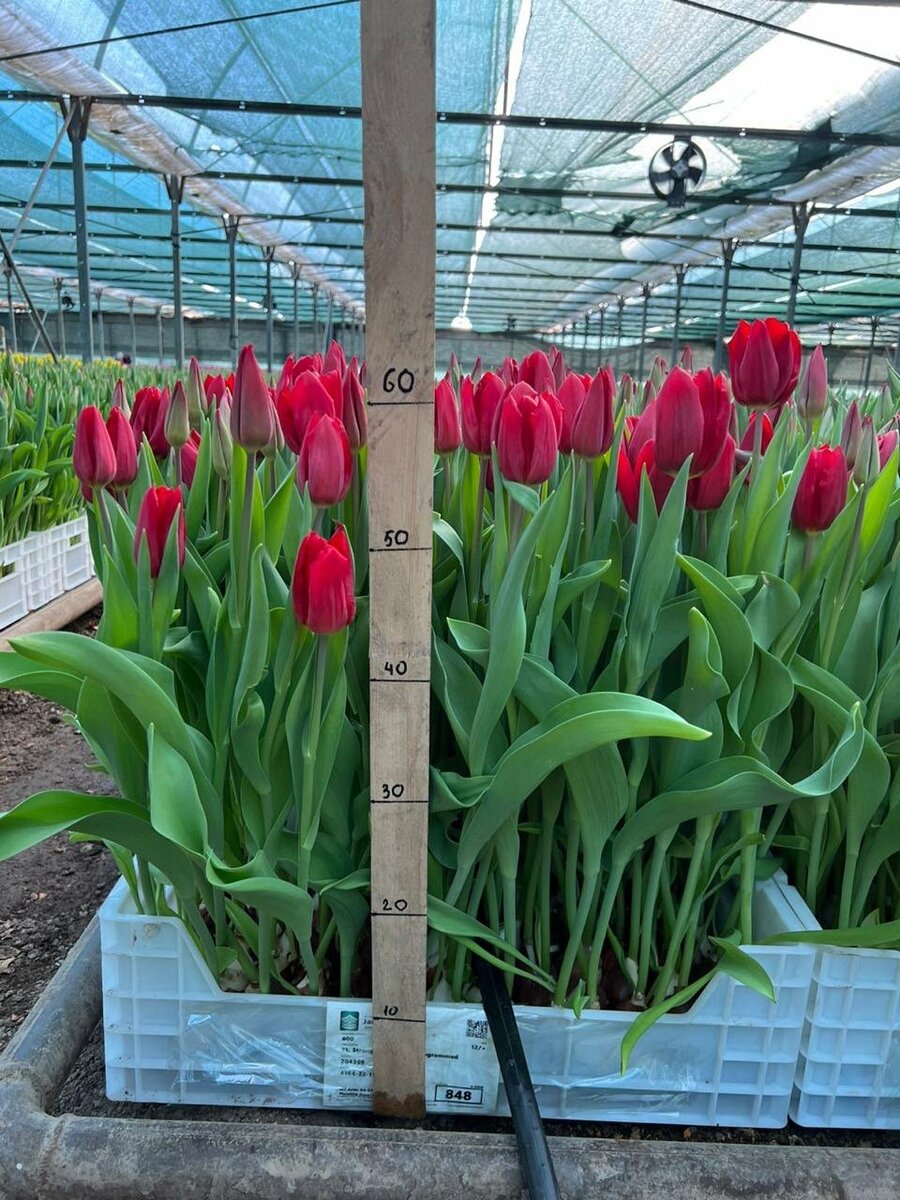 Голландские Тюльпаны оптом/р.