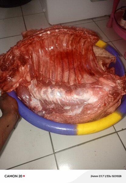 Porc africains disponible