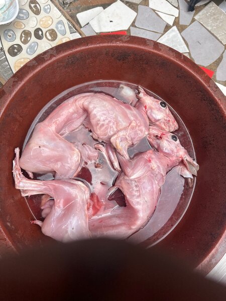 Lapin frais préparé pour cuisson