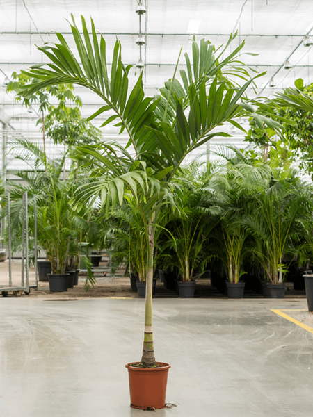 Veitchia Palm