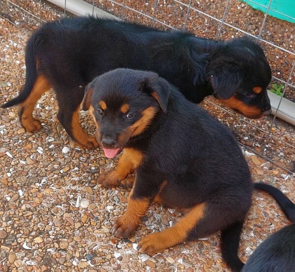 Rottweiler