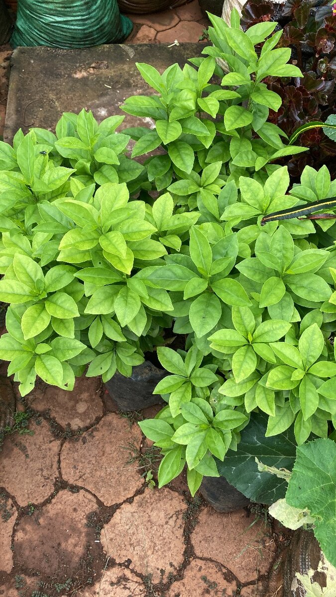 Yesterday, Today and  Tomorrow Plant