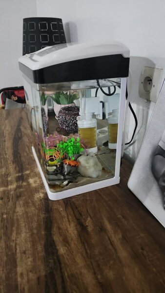 Aquarium compact avec poissons