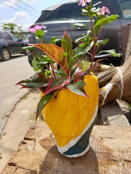 Pots de fleurs colorés