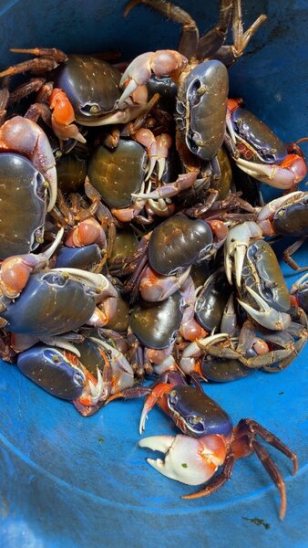 Crevettes, crabes eau,poilues