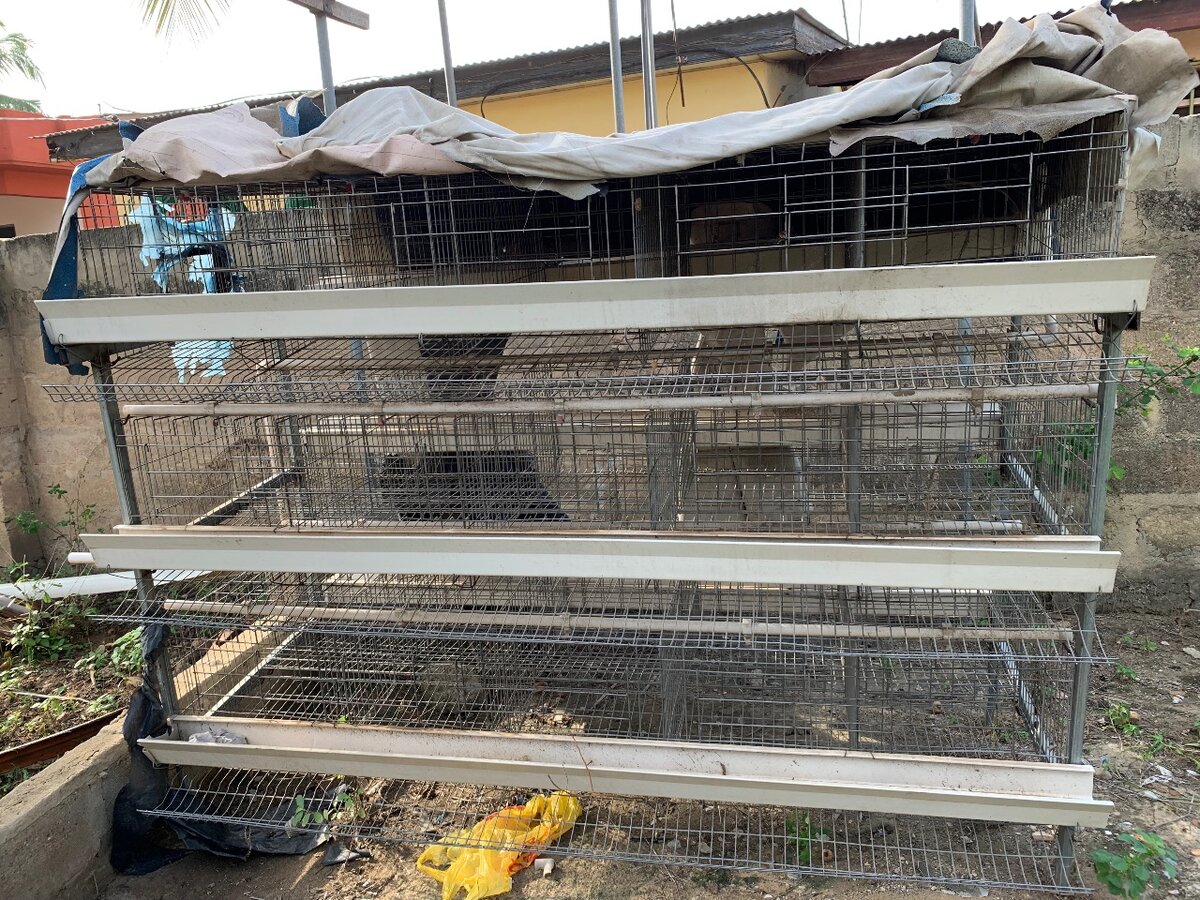 Cage/ Fowls Cage/Battery Cage Poultry/ Poultry Machine