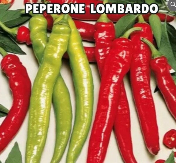 Peperone Lombardo Seeds (Italian)