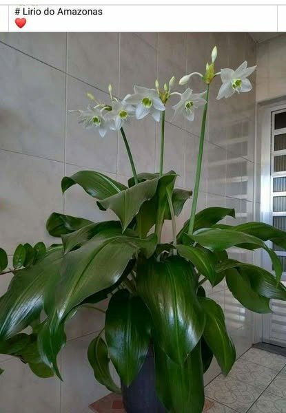 plantes vertes d'intérieur