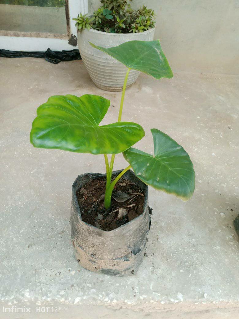 plantes vertes d'intérieur