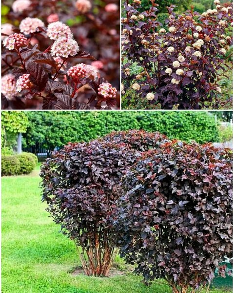 Пузыреплодник