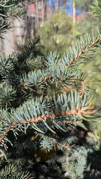 Ель Голубая колючая