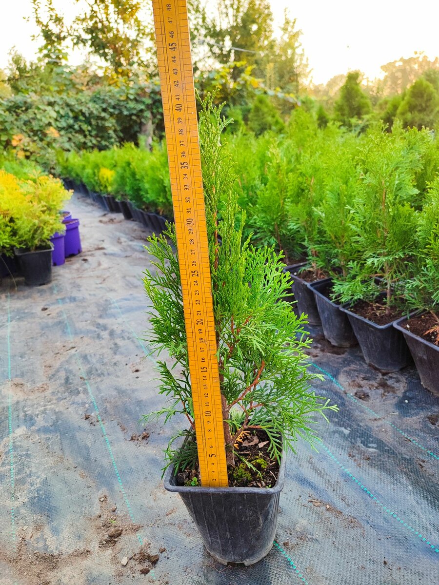 Туя западная смарагд