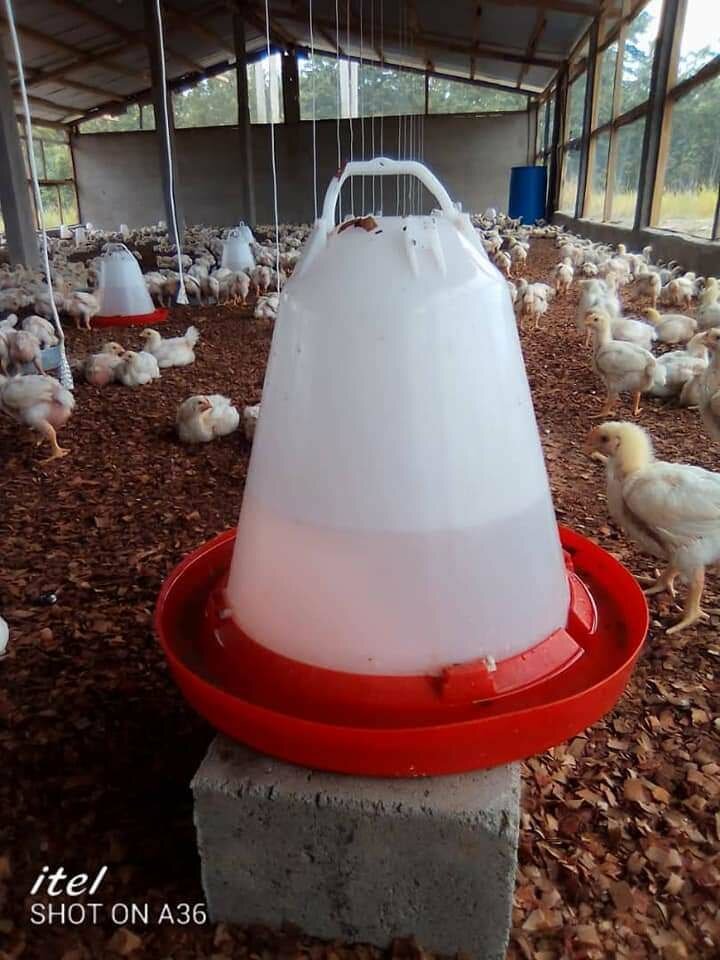 Abreuvoir 10L pour volailles