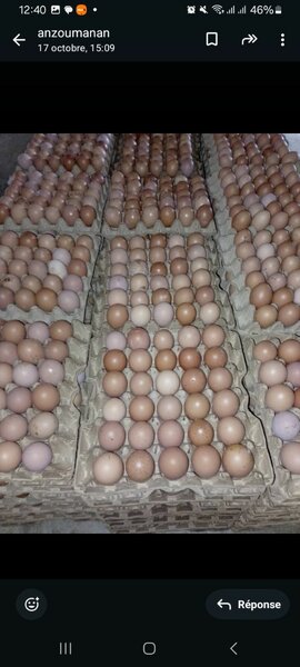 Œufs de COTE D'IVOIRE