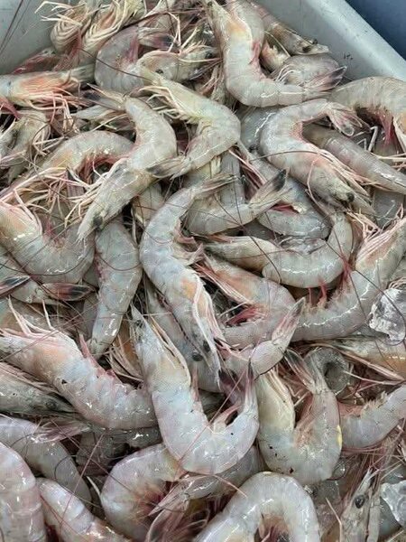 Crevettes grises