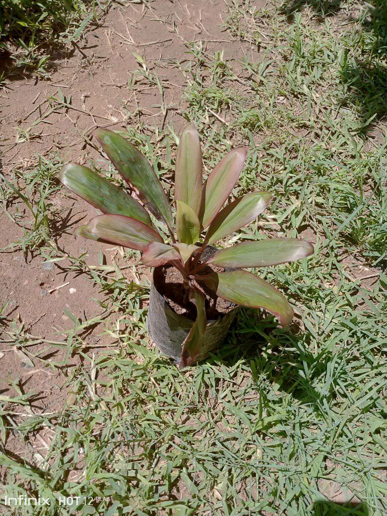 plantes vertes d'intérieur