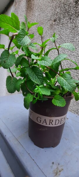 La menthe française