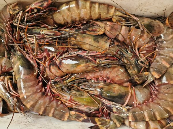 Gambas Tigre Fraîches XXL