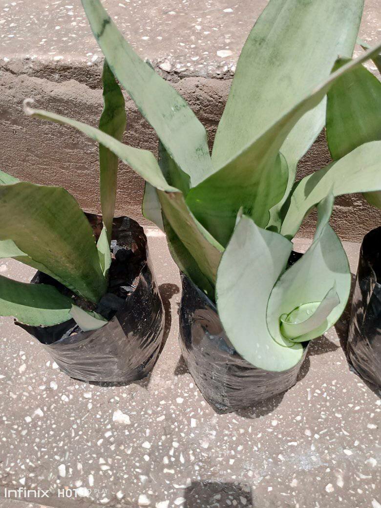 plantes vertes d'intérieur