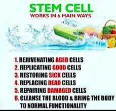 Stem cell STC30