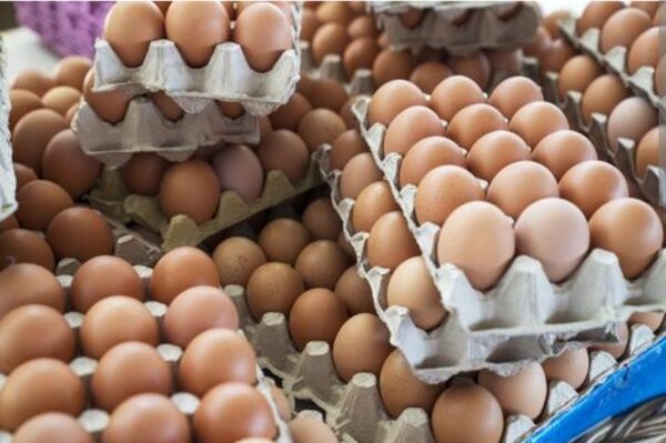 Œufs Frais de Poule