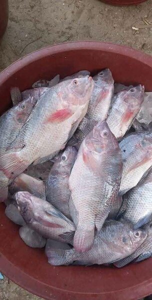 Tilapia fraîche de qualité