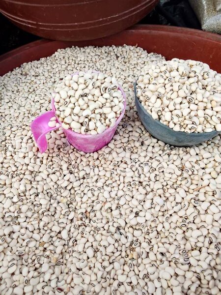 Haricots blancs gros et petit