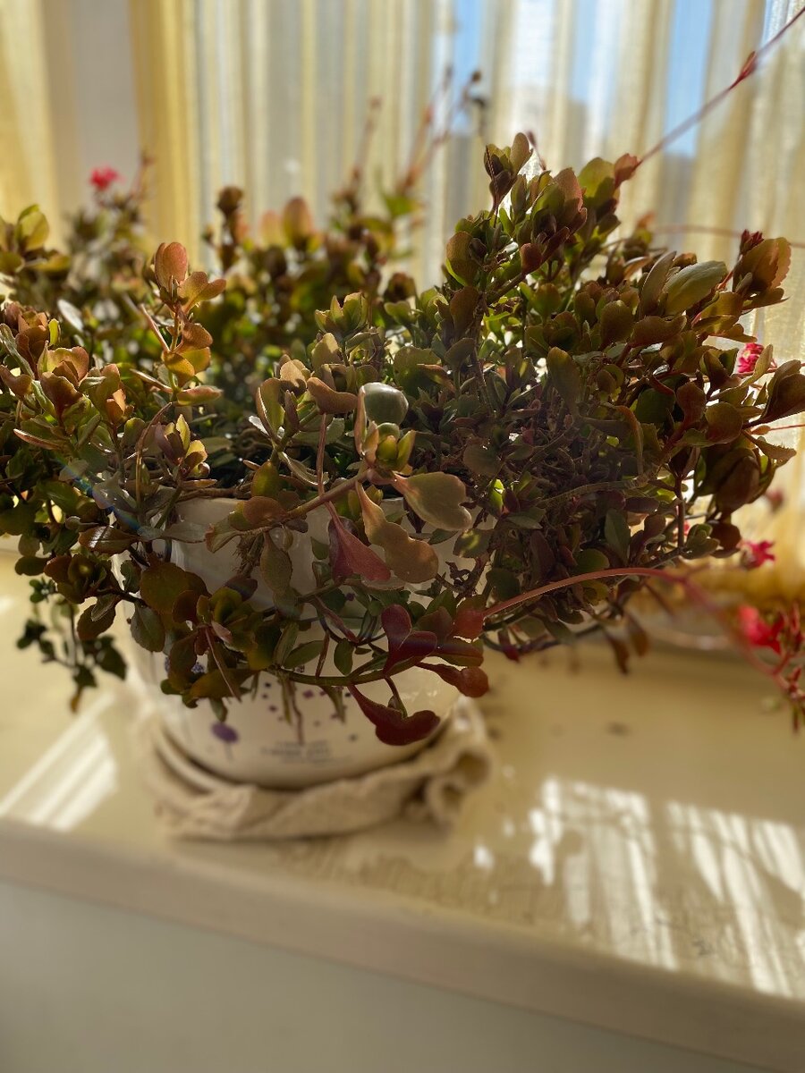 Живое дерево