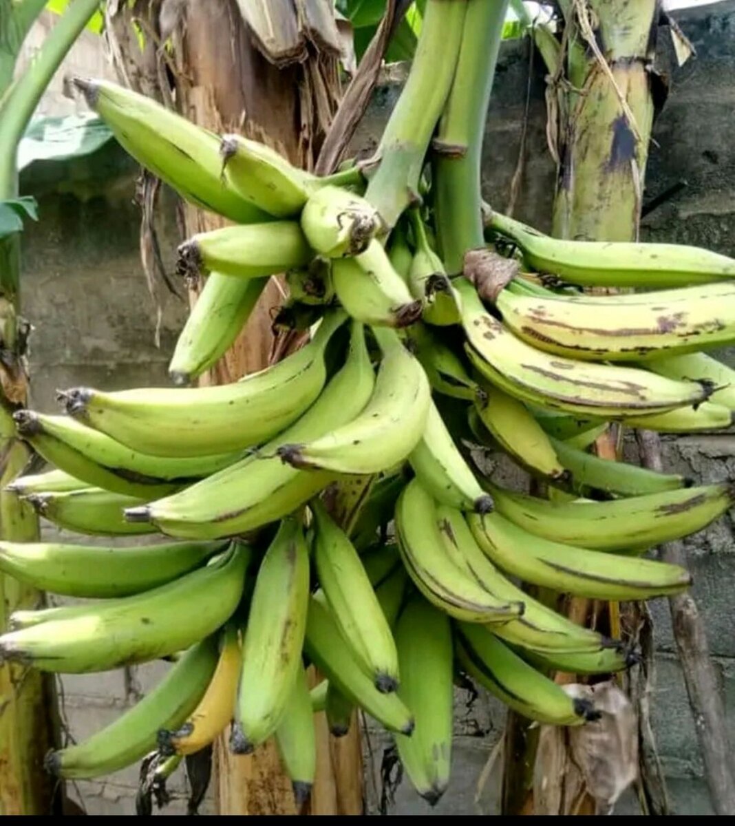 3 régimes à 5.000f