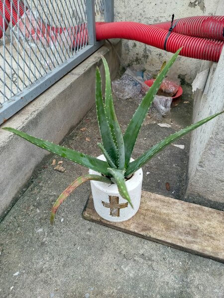 Aloe Vera en Pot Décoratif